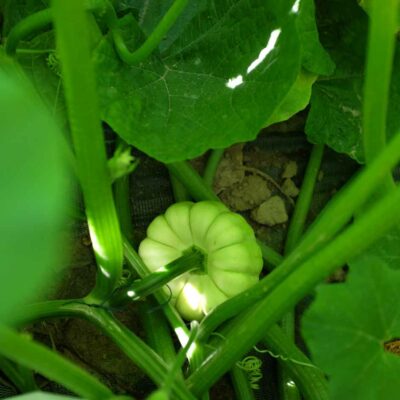 Courge sweet dumpling