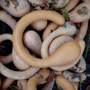 Courge Trompe d’Albenga Bio - 12 graines