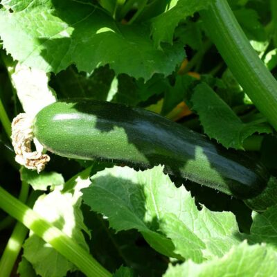 Courgette black beauty bio