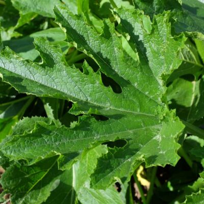 Courgette black beauty bio