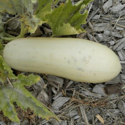 Courgette bio blanche de Sicile