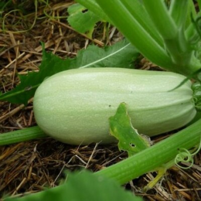 Courgette Longue de Toscane - Allongée