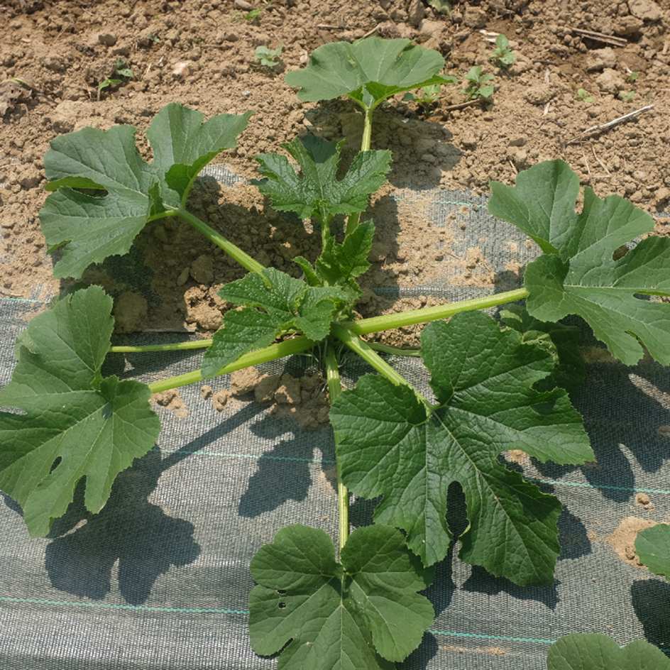 courgette-blanche-d'egypte-bio-semence-la-boite-a-graines-2025 (3)_WEB Courgette Blanche d'Egypte