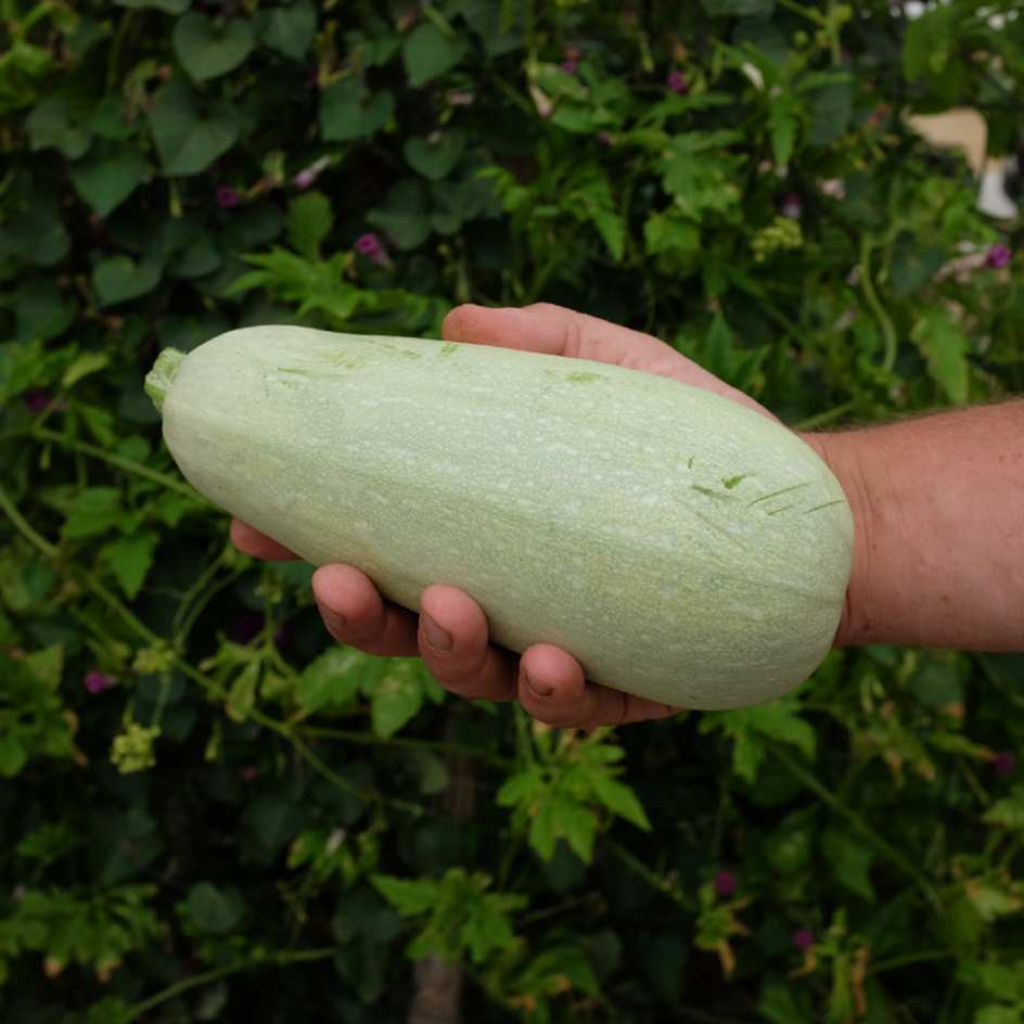 courgette-blanche-d'egypte-bio-semence-la-boite-a-graines-2025 (6)_WEB Courgette Blanche d'Egypte