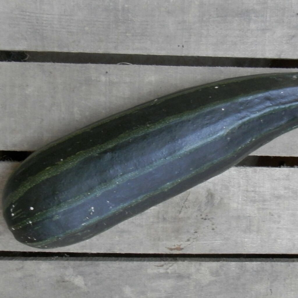 Courgette Cocozelle Bio