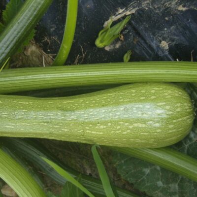 Courgette Genovese bio