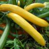 Courgette Gold rush