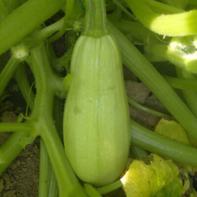 Nos graines potagères de courgette verte Tarmino F1 - La Bonne Graine