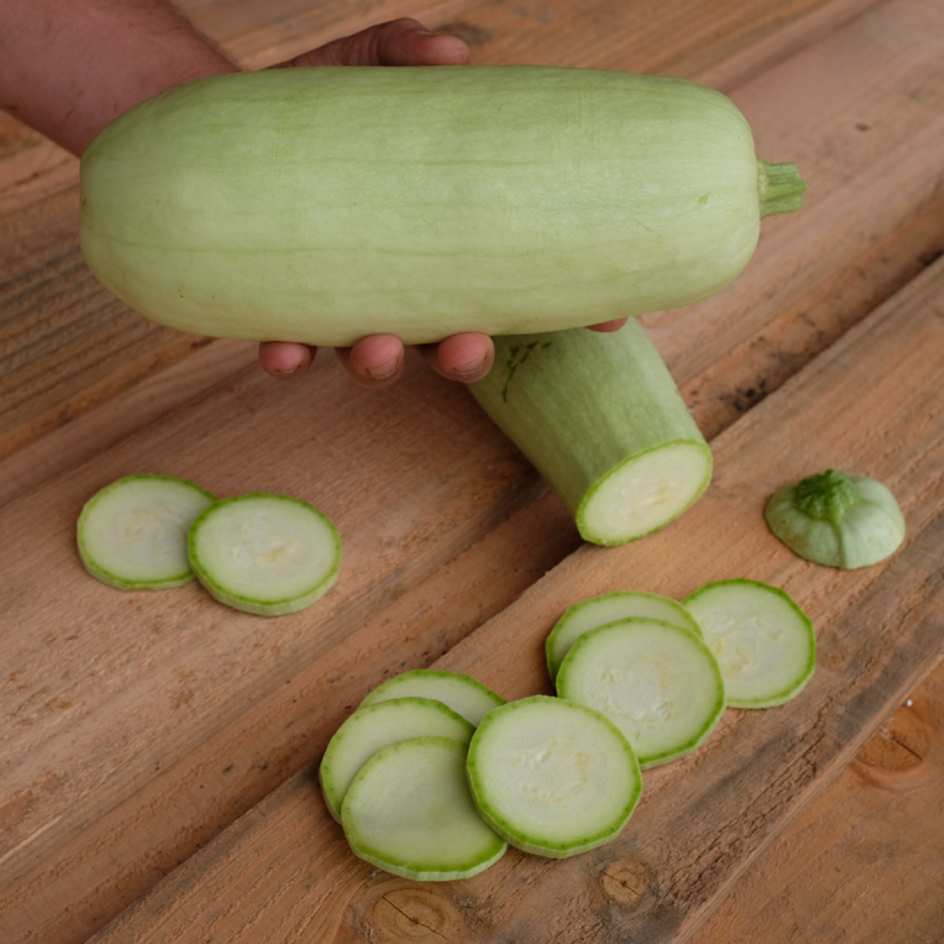 Courgette Odessa Bio