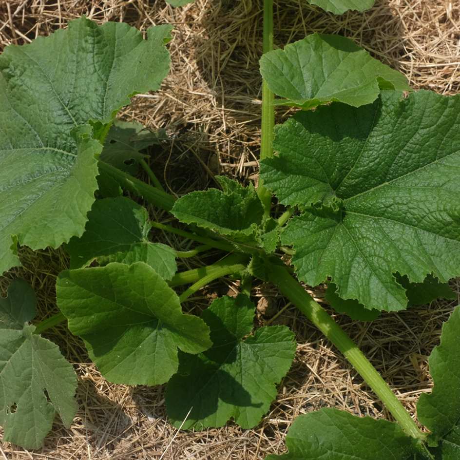 courgette-odessa-bio-semence-la-boite-a-graines-2025 (1)_WEB La courgette Odessa donne des fruits de couleur vert clair presque blanc, courts, plutôt gros, à la chair sucrée et douce.