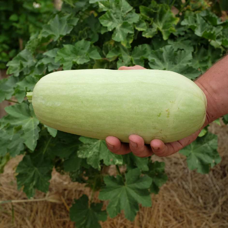 courgette-odessa-bio-semence-la-boite-a-graines-2025 (7)_WEB La courgette Odessa donne des fruits de couleur vert clair presque blanc, courts, plutôt gros, à la chair sucrée et douce.