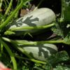 Courgette Ortolana bio