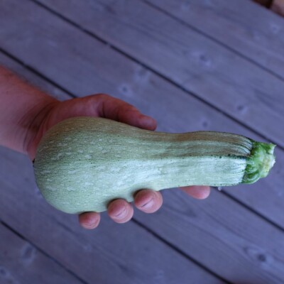courgette ortolana di faenza
