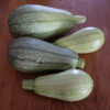 Courgette bio petite grise de Provence