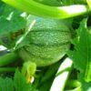 Courgette ronde de Nice bio