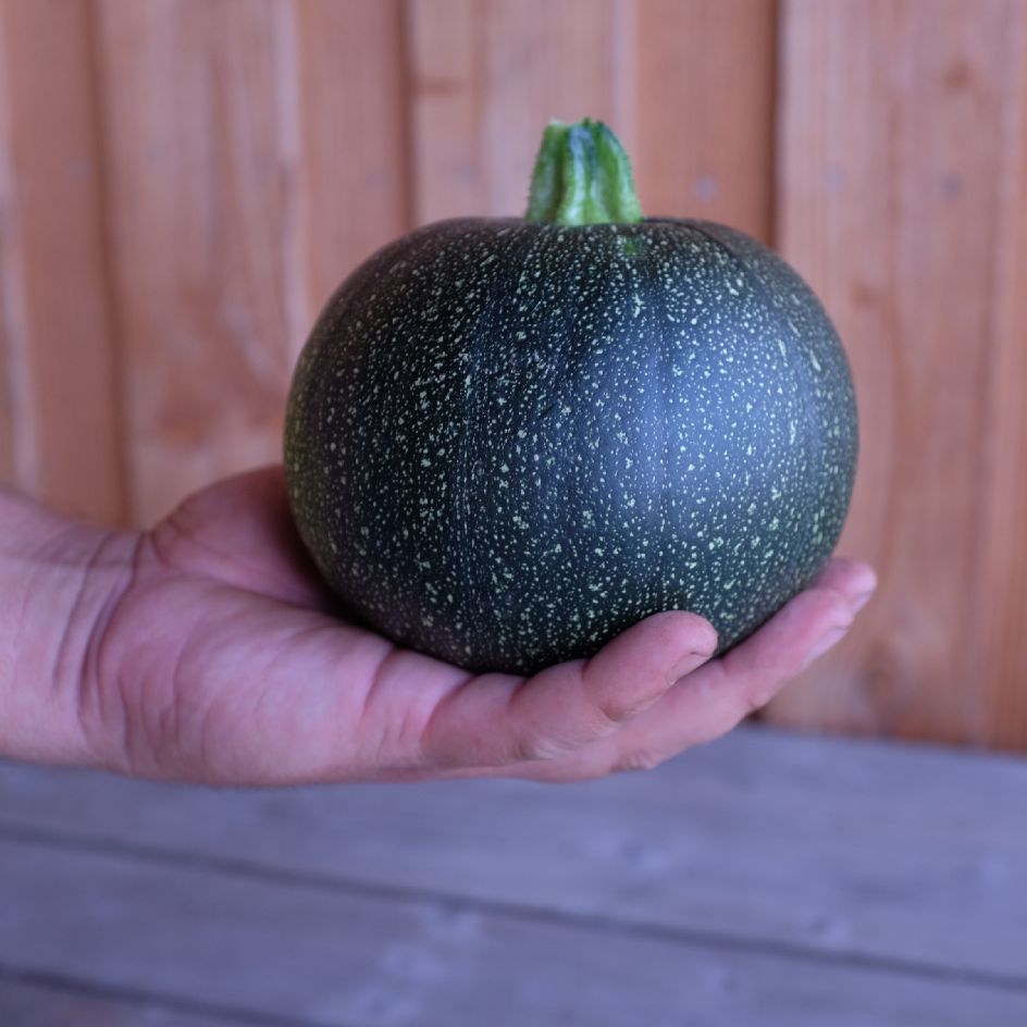 Graines de Courgette Ronde de Piacenza Bio