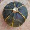 Courgette ronde de Piacenza bio