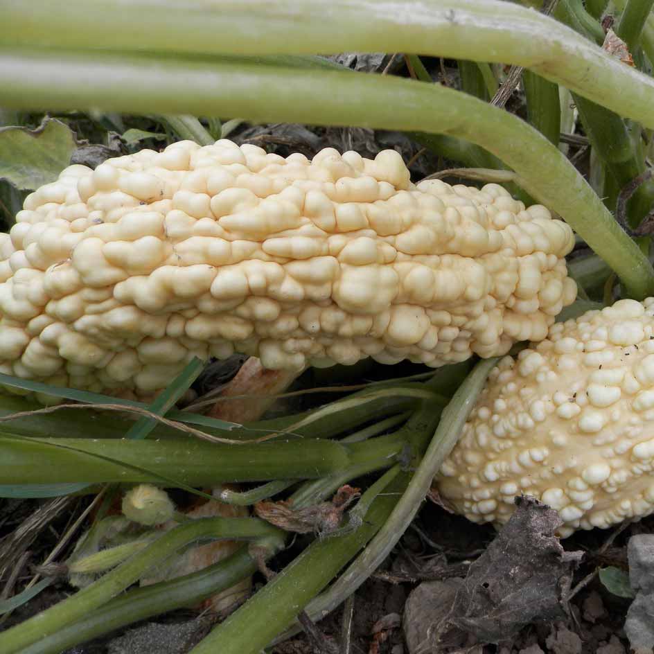 Courgette Rugosa Friulana Bio - La Boîte à Graines