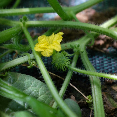 Cucumis Zambianus bio