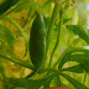 Cyclanthère bio