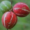 diplocyclos palmatus, fruits rouge, graines bio