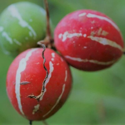 diplocyclos palmatus, fruits rouge, graines bio