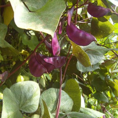 Dolique Ruby Moon bio