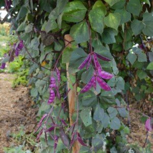 Dolique d’Égypte 'Ruby Moon' Bio - 10 graines