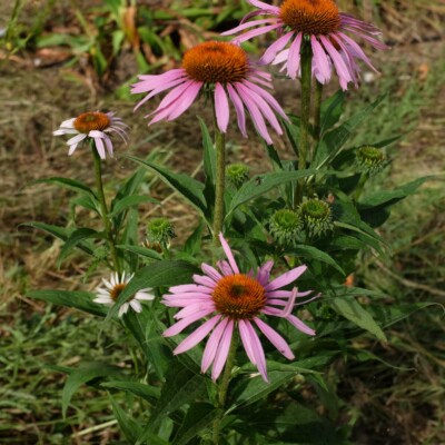 Plante vivace aux fleurs de grosses tailles, roses au cœur brun doré. Floraison lumineuse.