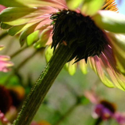 Fleur Echinacée pourpre bio