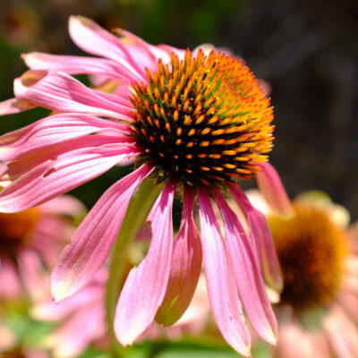 Fleur Echinacée pourpre bio