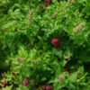 Epinard fraise bio