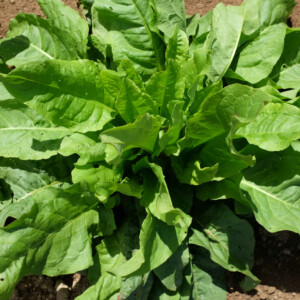 Épinard Perpétuel (type Oseille) Bio - 0,25 gramme
