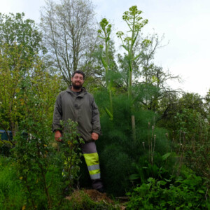 Férule Commune (Ferula communis) Bio - 20 graines