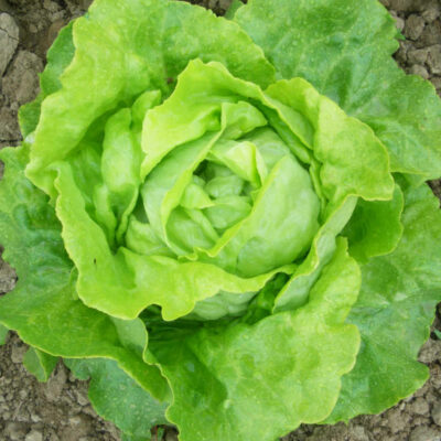 Laitue Pommée Appia bio