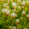Laitue Pommée Appia bio