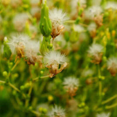 Laitue Pommée Appia bio