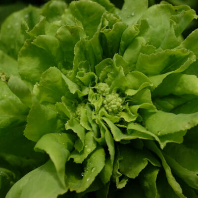 Laitue Pommée Appia bio