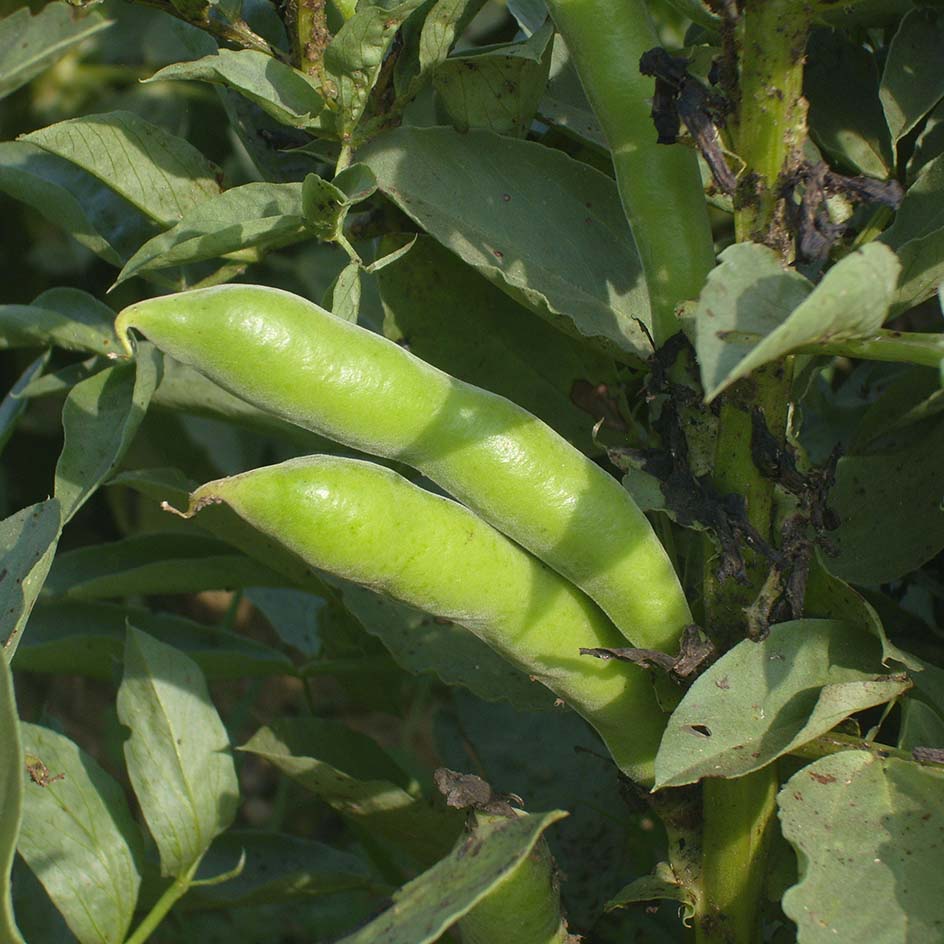 Fève d'Aguadulce à Très Longues Cosses Bio - La Boîte à Graines