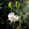 fleur ancolie green bio