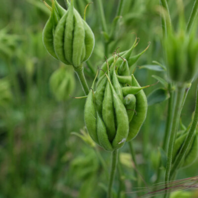 fleur ancolie green bio