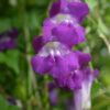 asarina scandens asarine violette bio