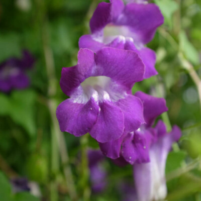 asarina scandens asarine violette bio