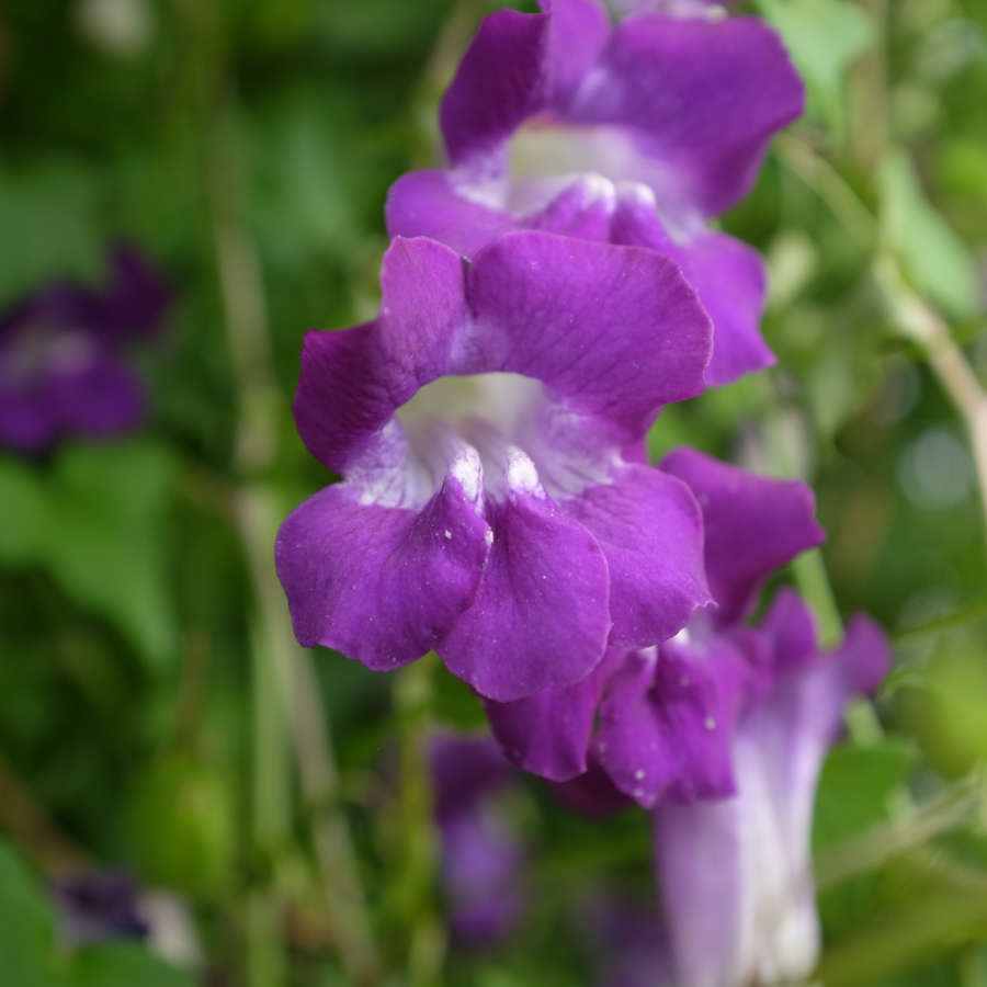 Asarine violette Bio
