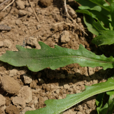 fleur cephalophora aromatica bio