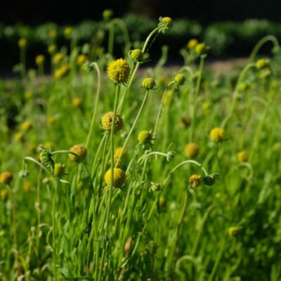 fleur cephalophora aromatica bio