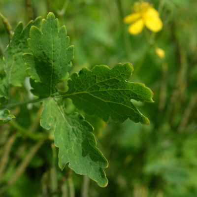 Grande fleur Chelidoine bio