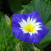 Fleur Belle de jour Royal Ensign Rose bio
