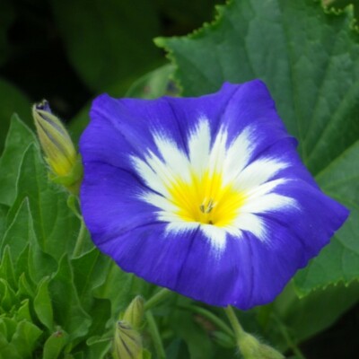 Fleur Belle de jour Royal Ensign Rose bio