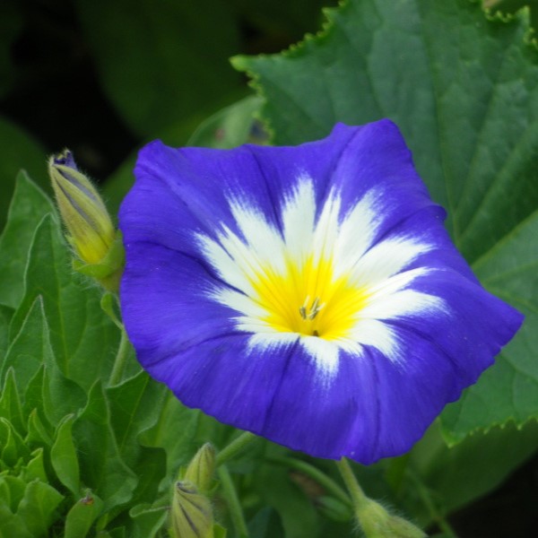 Belle de Jour Royal Ensign Rose Bio